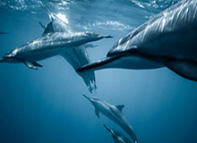 开云官网：云端体验的新标杆